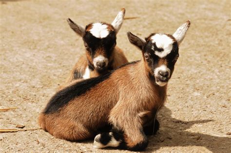 Goats .